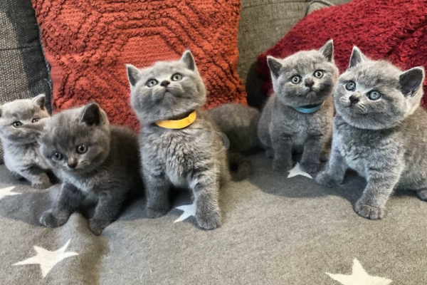 Prachtige blauwe Britse Korthaar kittens – klaar voor een liefdevol thuis