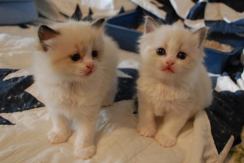Prachtige Ragdoll kittens te koop, nu te reserveren.