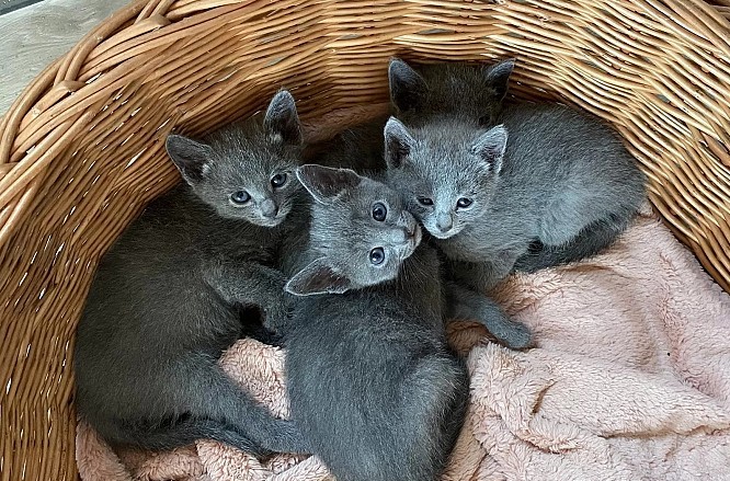 Raszuivere Russische Blauwe Kittens – Klaar voor een liefdevol thuis