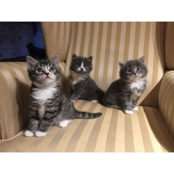 Schattige Maine Coon kittens te koop