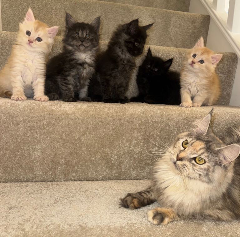 Maine Coon kittens