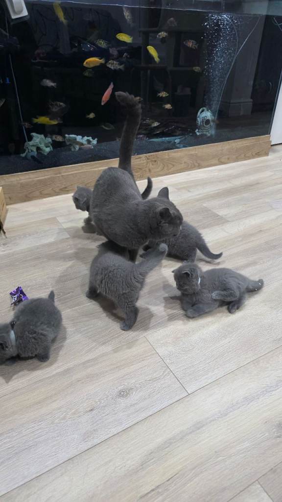 Schattige Britse korthaar kittens