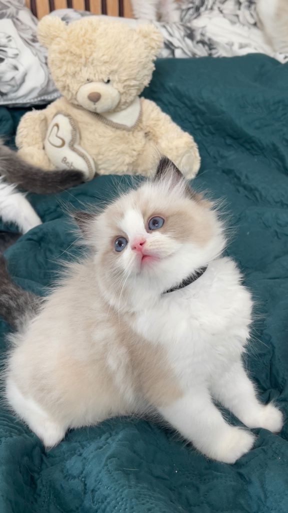 Prachtige Ragdoll kittens TICA