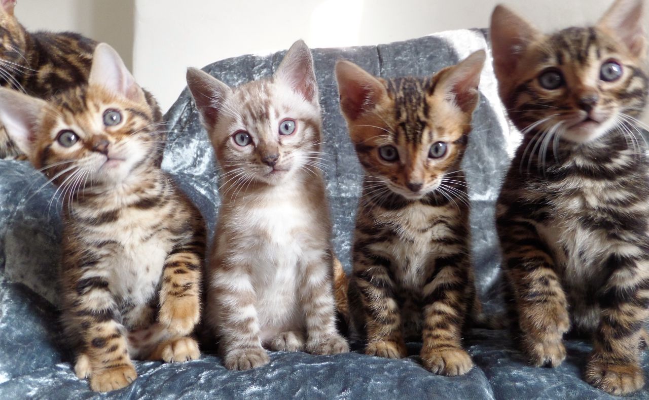 Prachtige Bengaalse kittens beschikbaar voor reservering