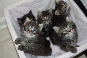 Zuivere Maine Coon kittens