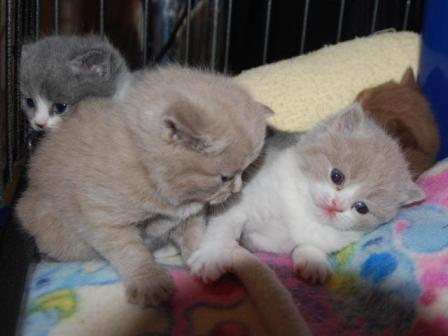3 prachtige kleine Britse korthaar kittens