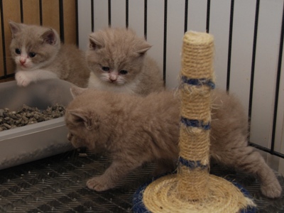 Lieve Britse korthaar kittens