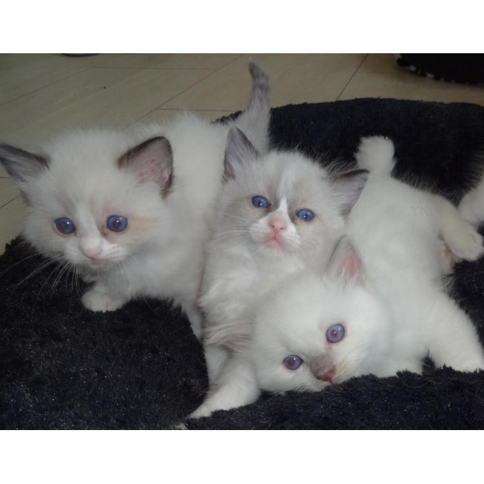 Seal point Ragdoll kittens voor uw gezin
