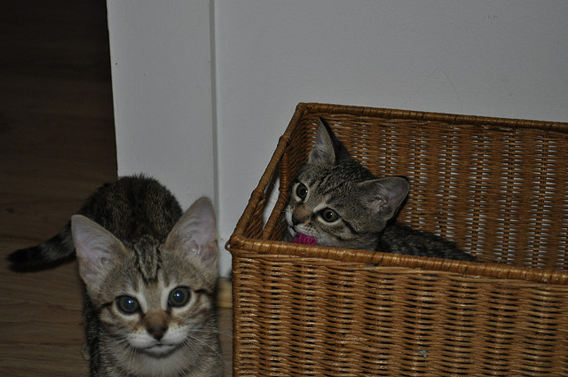 Raszuivere Bengaalse kittens – Klaar voor een liefdevol thuis