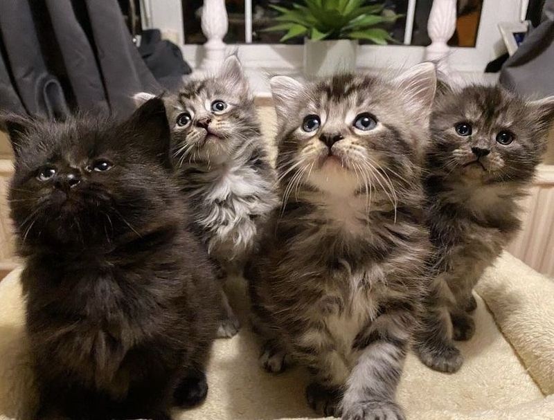 Maine Coon kittens