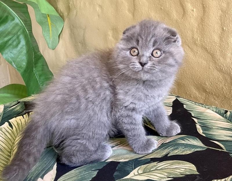 Blauwe Scottish Fold kittens