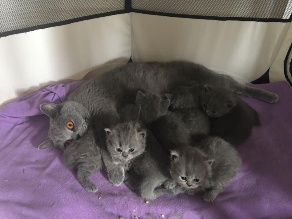 prachtige kleine Britse korthaar kittens