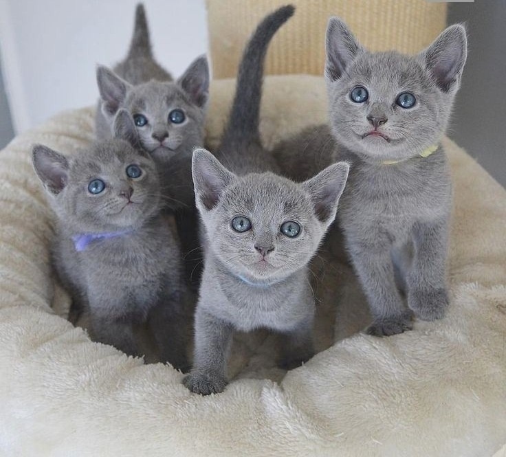 Russische blauwe kittens