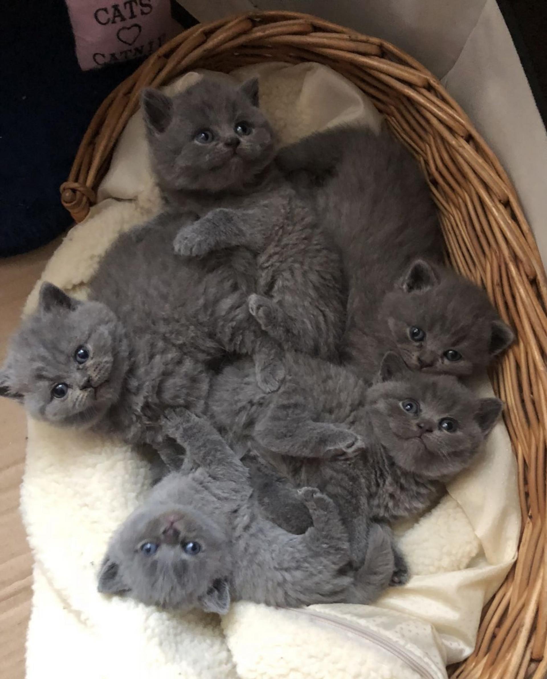 Britse Korthaar Blauwe Kittens 💛 Met liefde opgevoed