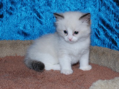 Prachtige Ragdoll kittens te koop, nu gereserveerd.