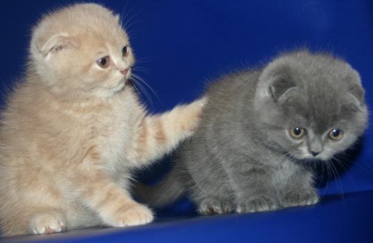 Schattige en lieve Scottish Fold-kittens als kerstcadeau