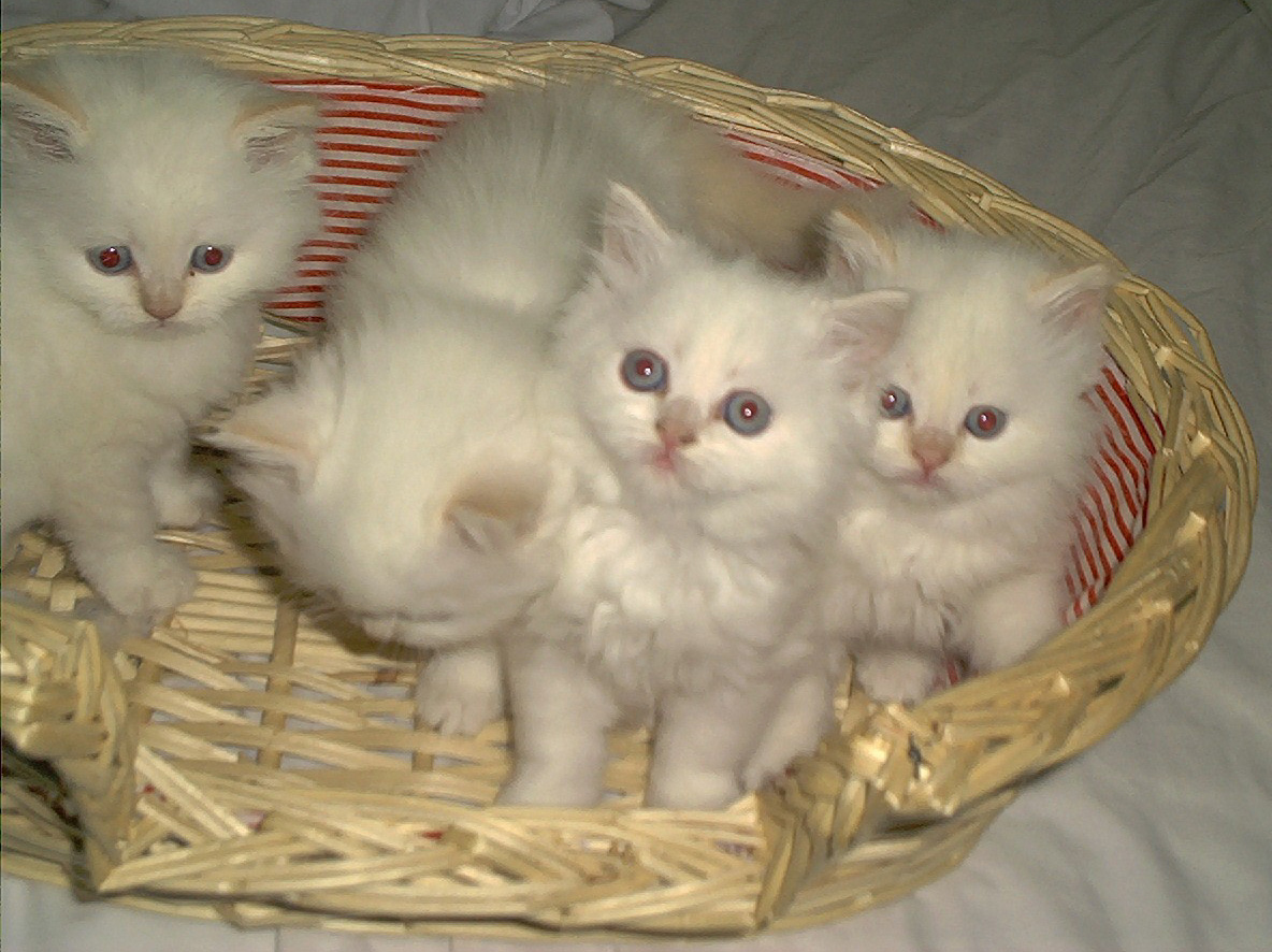 Prachtige Perzische kittens