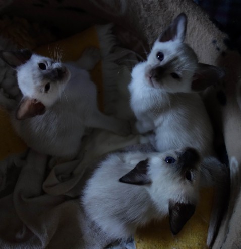 Blauwpoint Siamese kittens