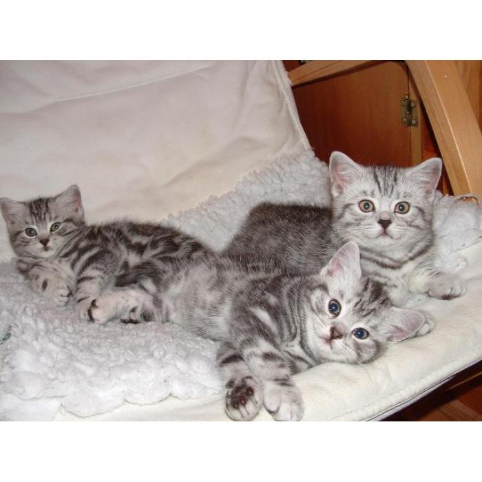 Raszuivere Siberische kittens – Klaar voor een liefdevol thuis