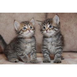 Prachtige Siberische kittens