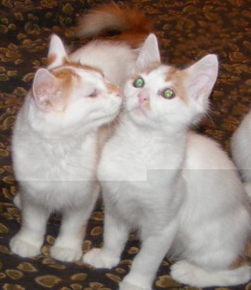 Prachtige en liefdevolle Turkse Van-kittens