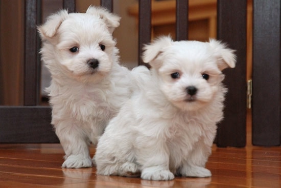 Thuis opgegroeide Maltezer pups klaar voor adoptie