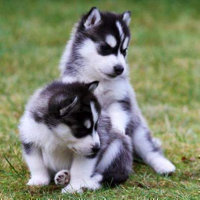 Lieve Siberische Husky-puppy’s beschikbaar