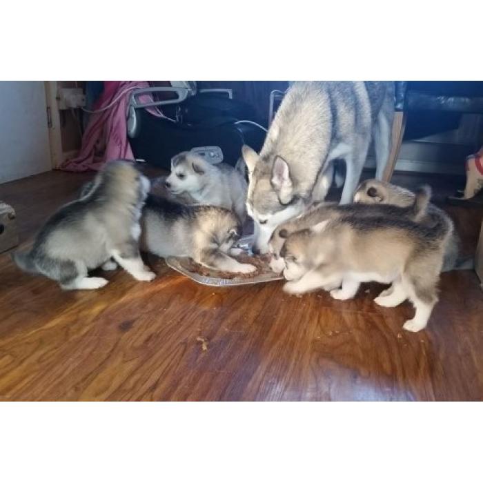 100% Siberische Husky-puppy’s