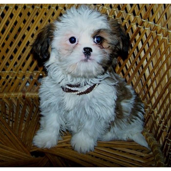 Prachtige Imperial Shih Tzu-puppy’s ter adoptie