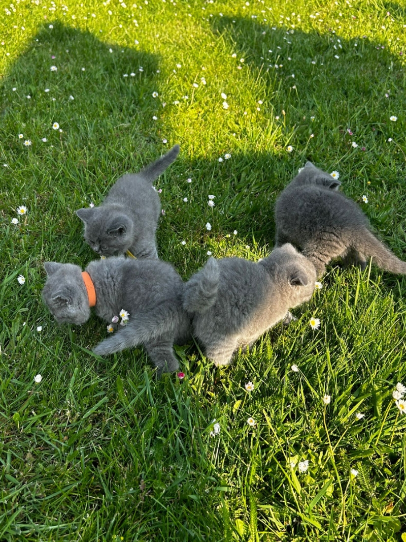 Russisch Blauw Kitten voor in huis