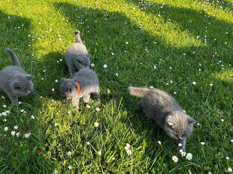 Britse korthaar kittens