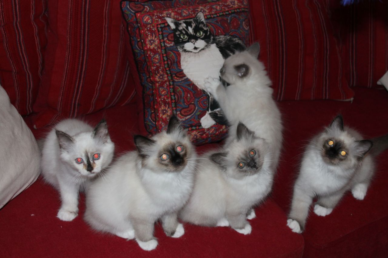 Birmaanse kitten beschikbaar met gezondheidspapieren