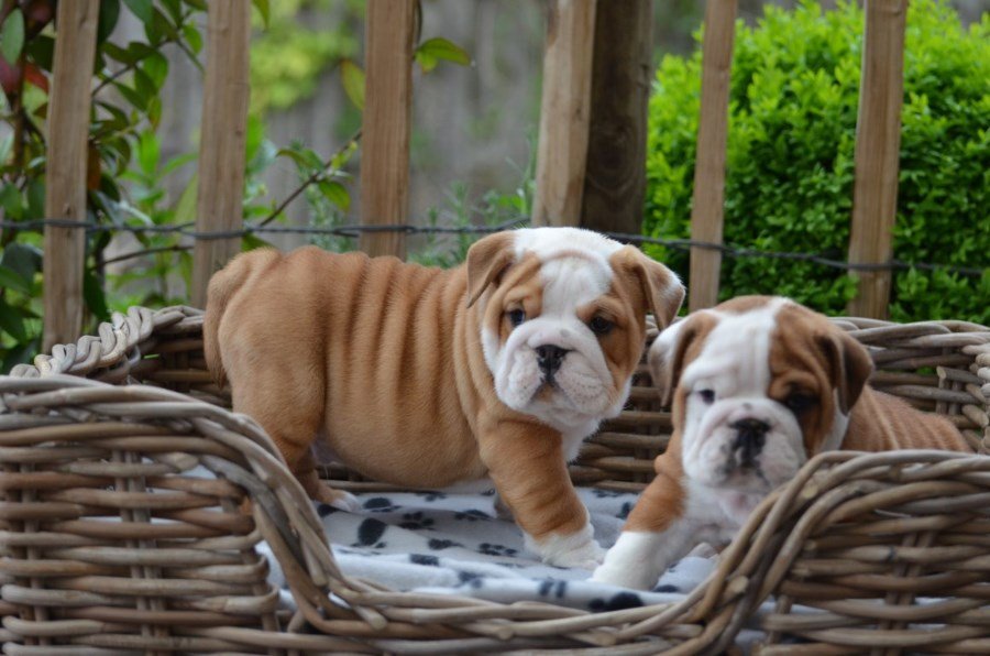 Schattige Engelse Bulldog-puppy’s