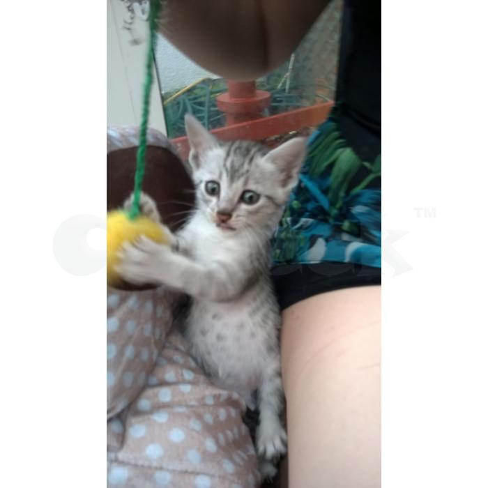 Egyptische Mau-kittens beschikbaar