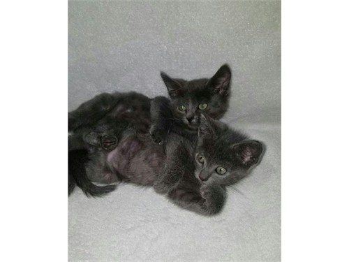 Schattige mannelijke en vrouwelijke Russische Blauwe kittens zoeken een nieuw thuis.