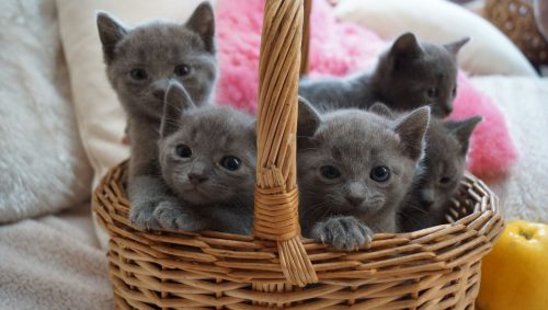 Russisch Blauw Kitten voor in huis