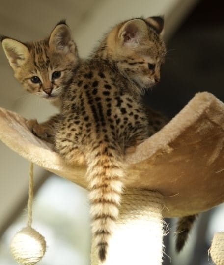Wij hebben prachtige F1 en F2 Savannah kittens