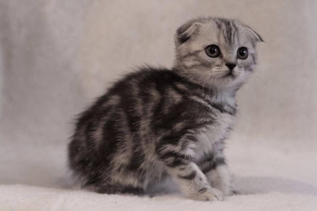 Schotse Fold kittens te adopteren.