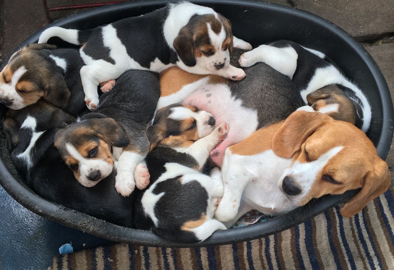 Prachtig nestje geregistreerde beagle-puppy’s