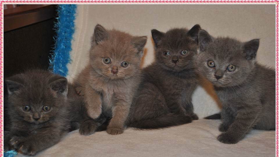 Schattige Britse Blauwe Korthaar kittens