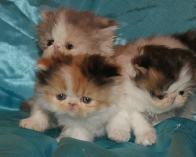 Lieve Perzische kittens ter adoptie