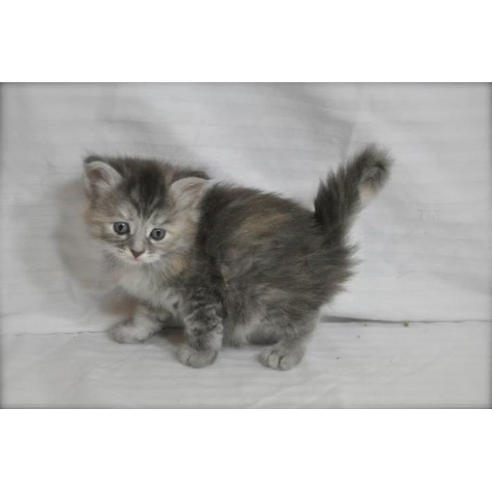 Siberische kittens te koop.