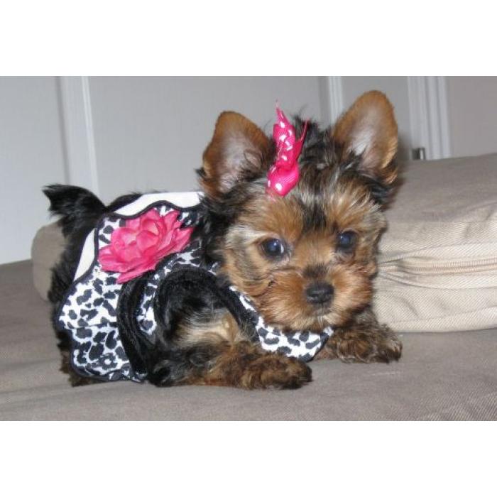 Teacup Yorkie-puppy’s beschikbaar
