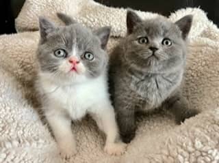 Schattige en lieve Britse korthaar kittens, broertje en zusje, beschikbaar!