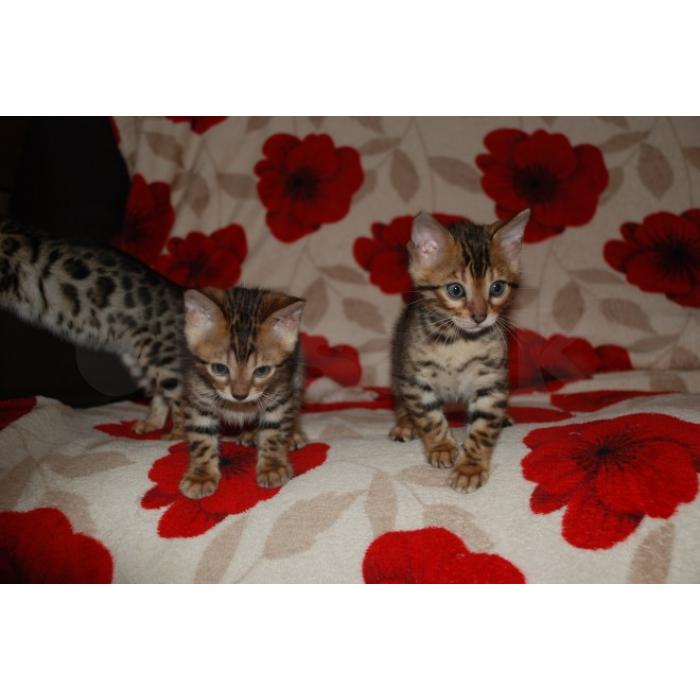 Prachtige Bengaalse kittens ter adoptie
