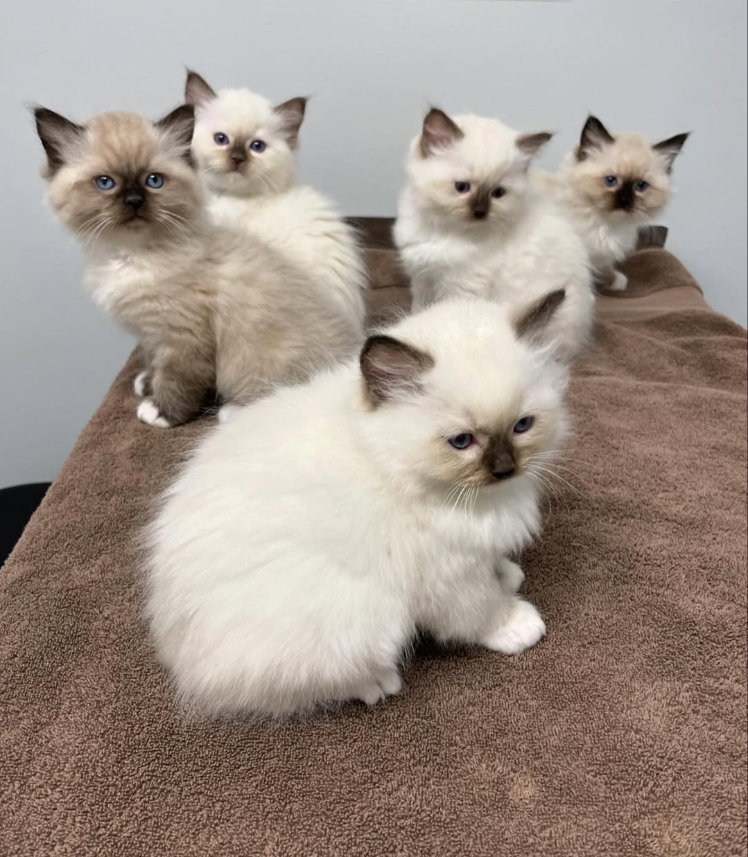Ragdoll kittens