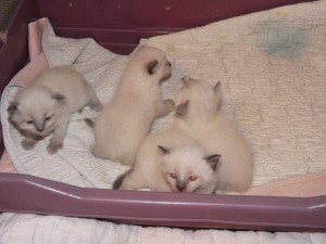 Himalaya kittens