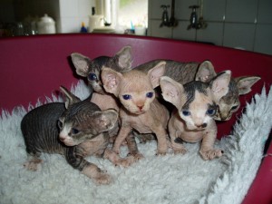 Schattige Sphynx-kittens klaar voor adoptie