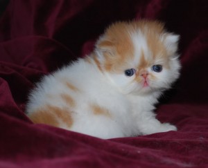 Ginger White Perzische kittens