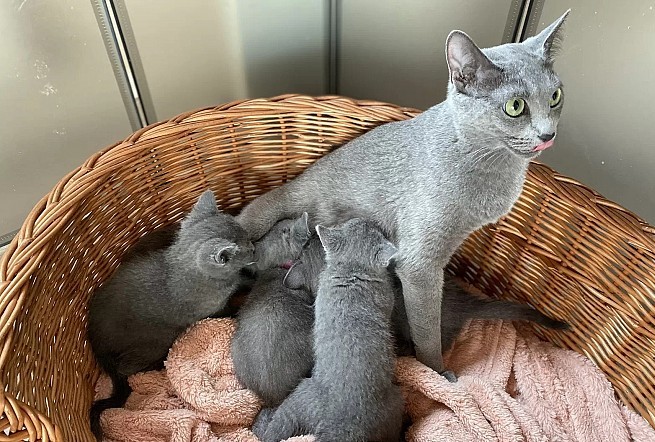 Britse Korthaar kittens zoeken een nieuw thuis